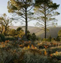 Vista da vegetação da Serra da Estrela.