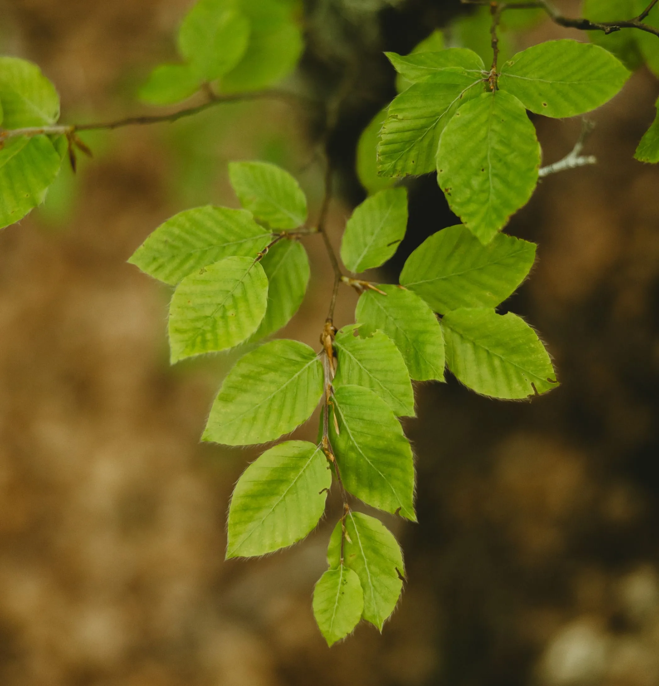 Detalhe de folhas verdes em espaço natural.
